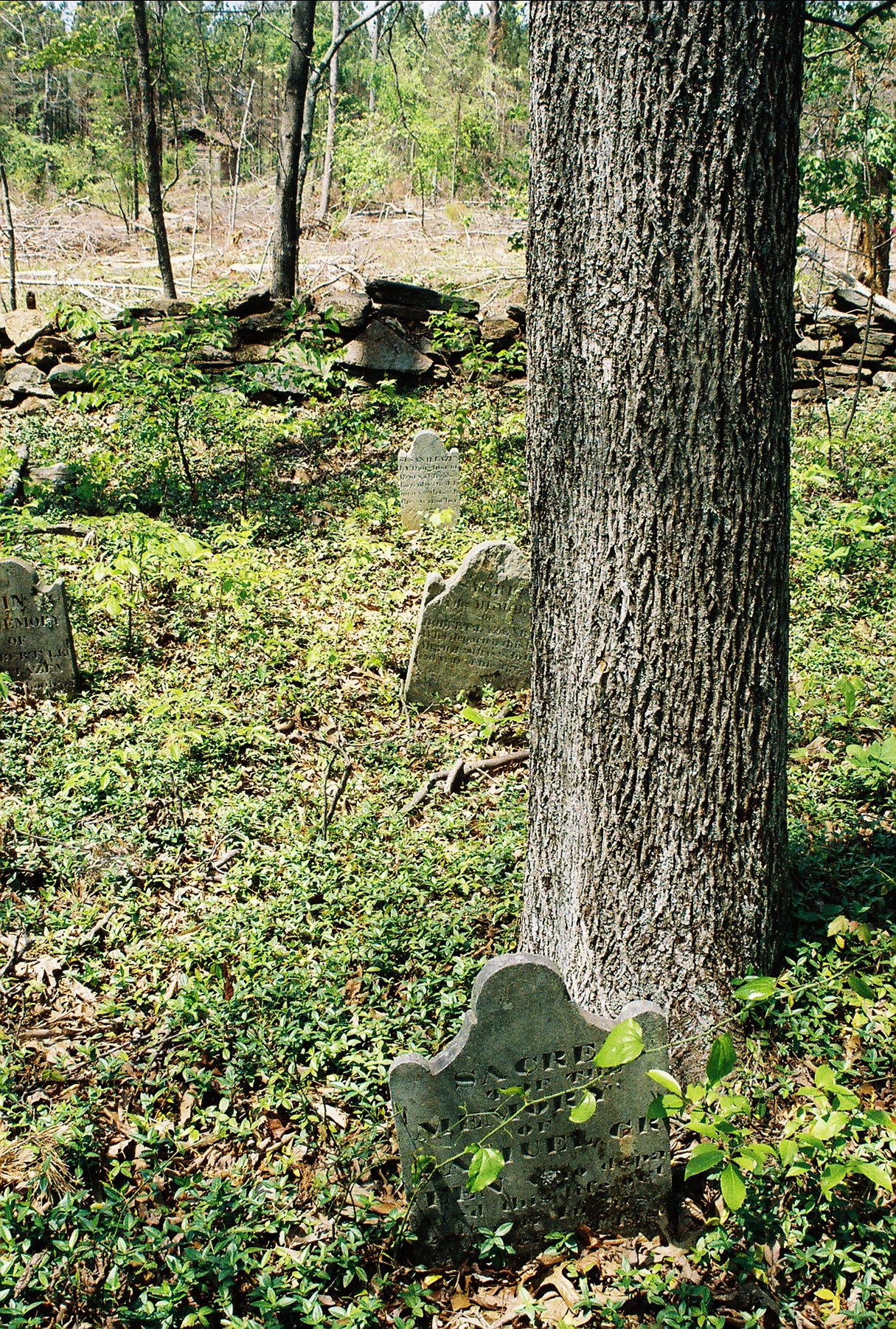Lewis Cemetery Abandoned NC