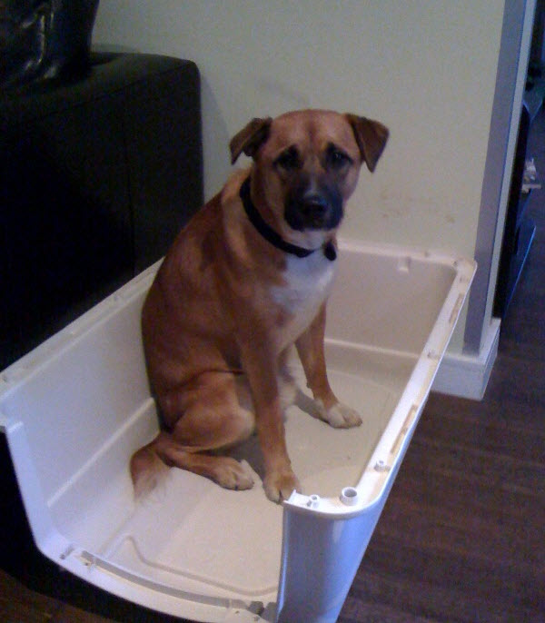 A Barking Dog Never Bites Dog Tales Since 2011