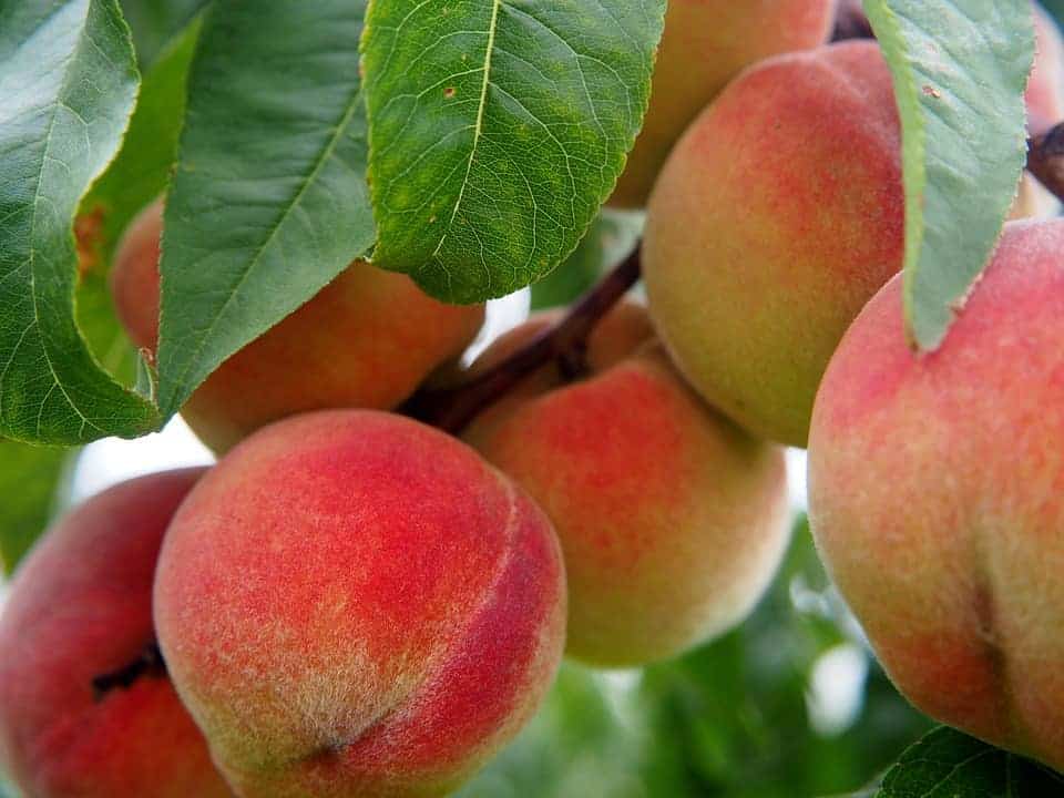 18 Interesting Facts About Peaches And Health Benefits Abasto