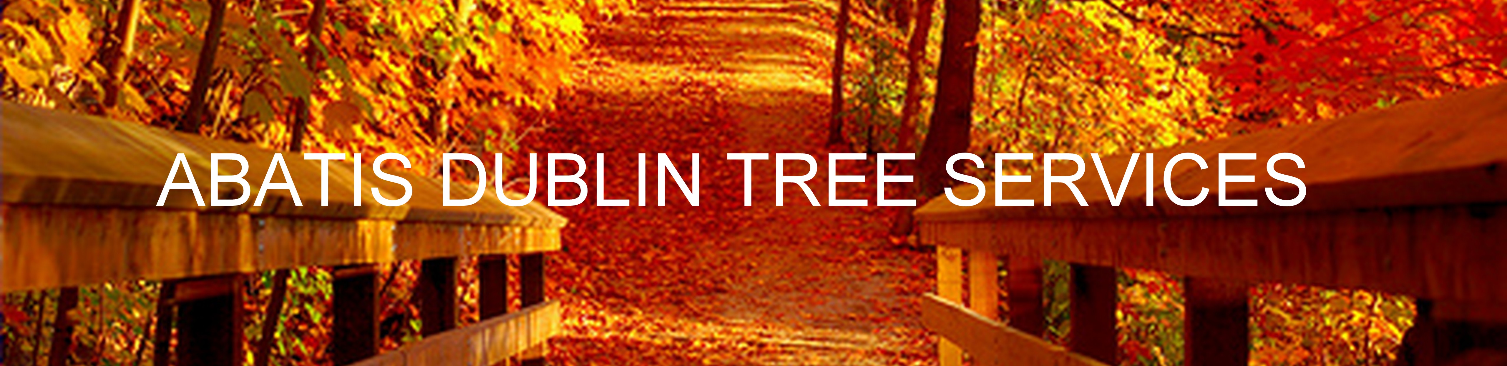 Tree services company in Dublin Abatis Dublin Tree Surgeon