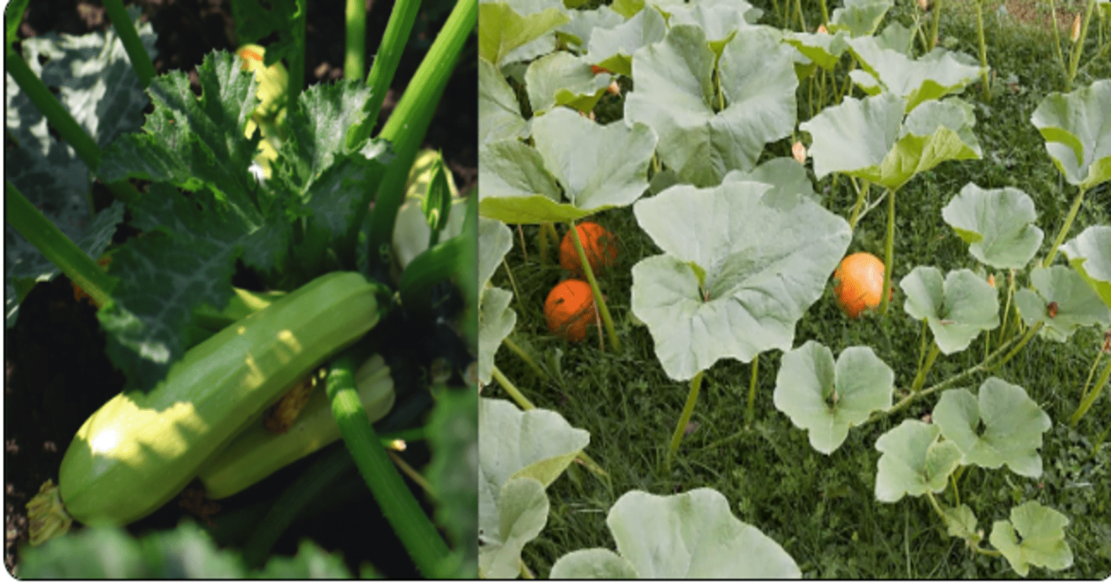 Zucchini Leaves vs Pumpkin Leaves Can you Eat these?