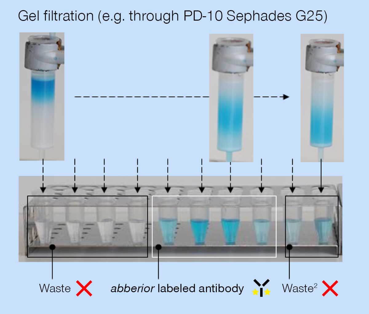 NHS ester protocol for labeling proteins