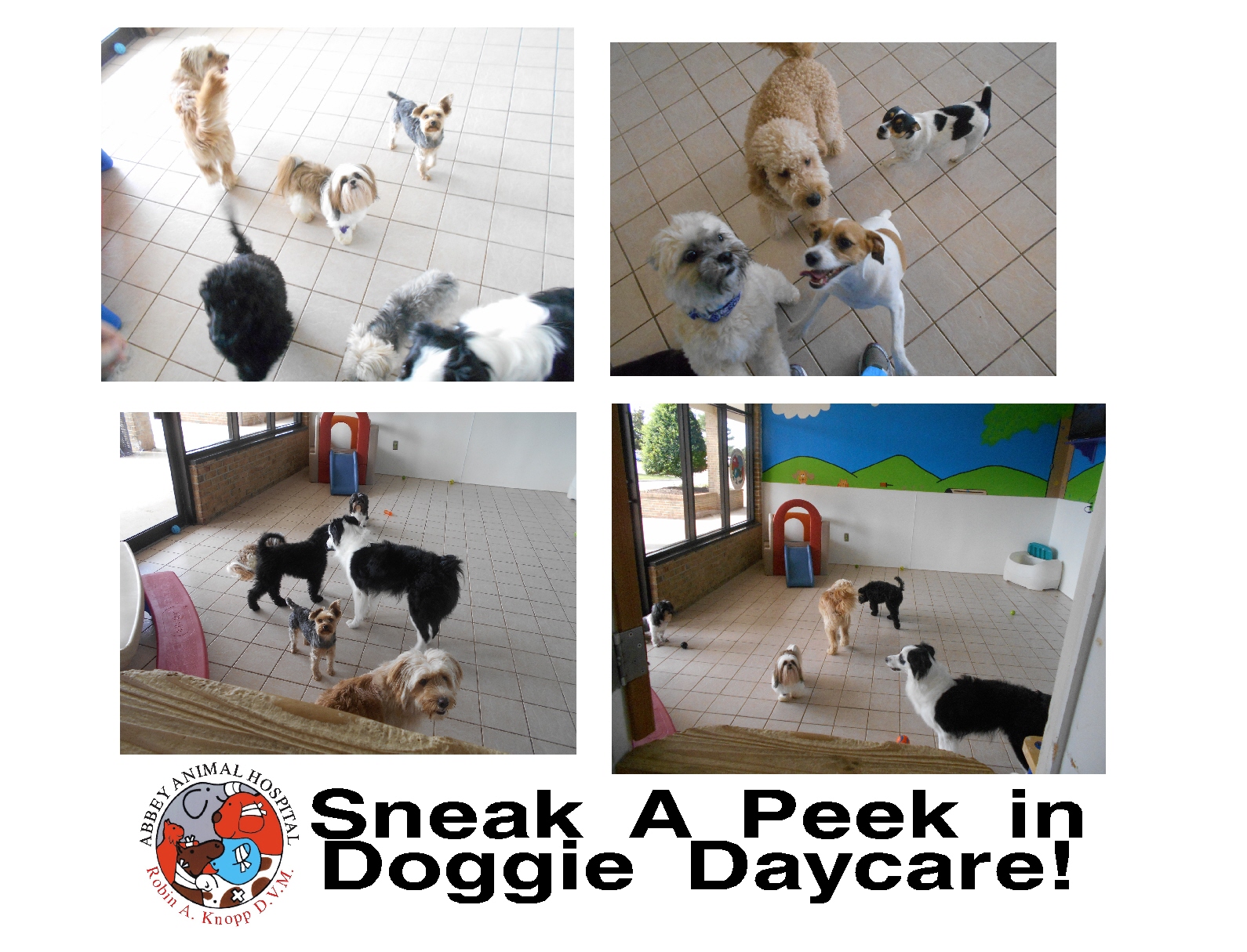 Doggie Daycare & Boarding in Virginia Beach, VA in Virginia Beach, VA