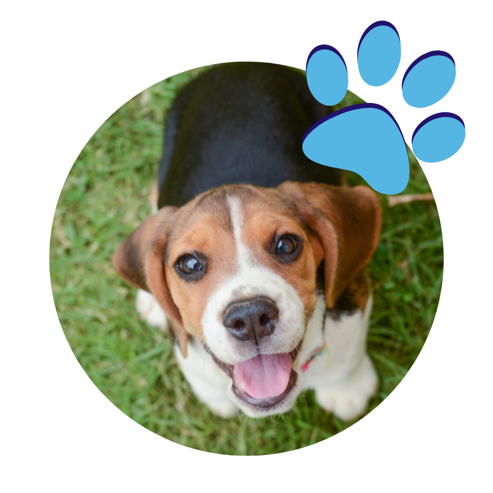 Meet The Team Abbey Dog Training, Swindon