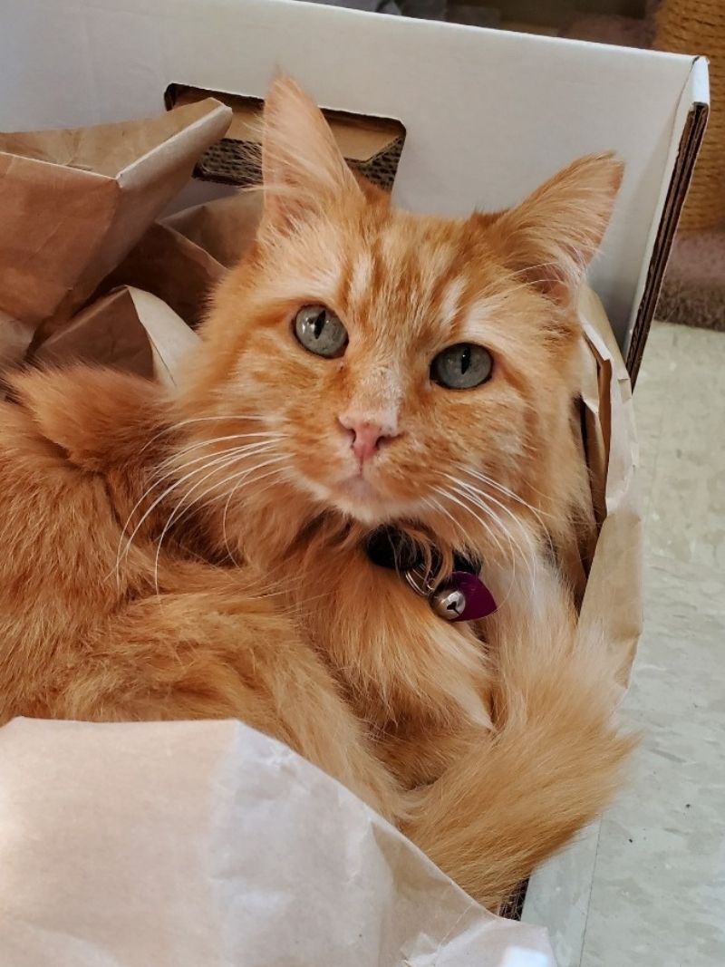 Best Veterinary Hospital In El Cerrito Abbey Pet Hospital