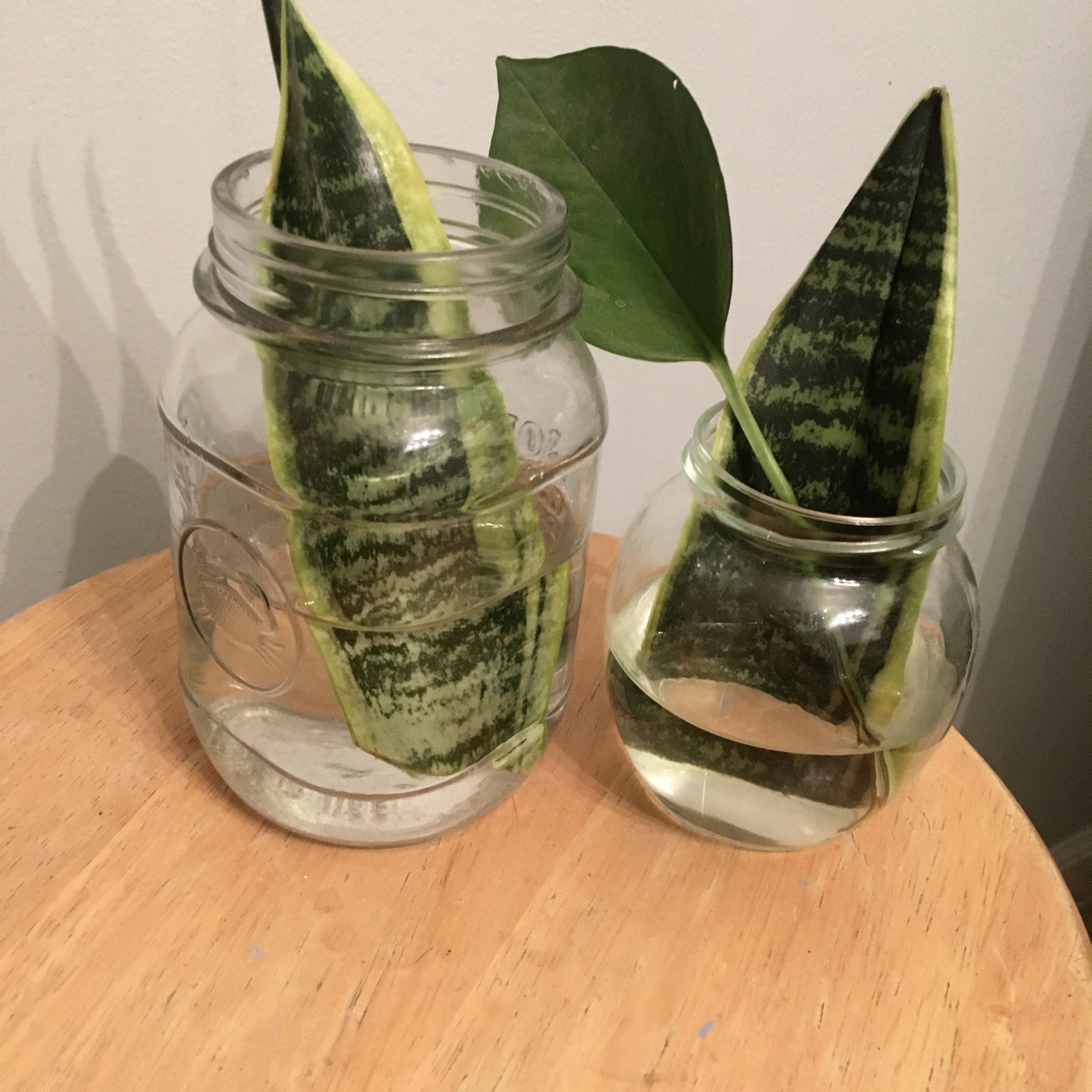 Daily Blog 261 How to clone a snake plant (How to get