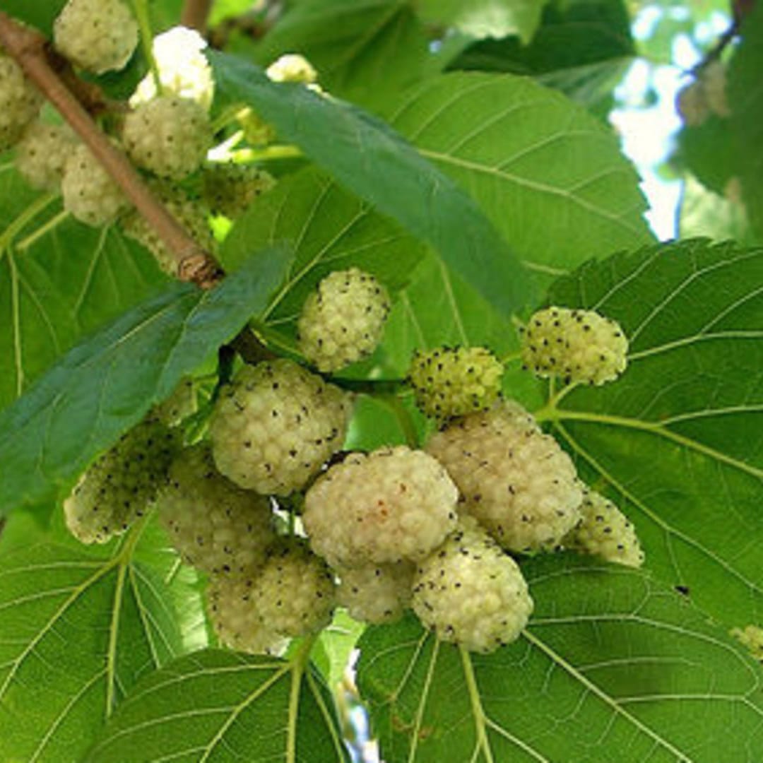 White Mulberries Abbott Blackstone