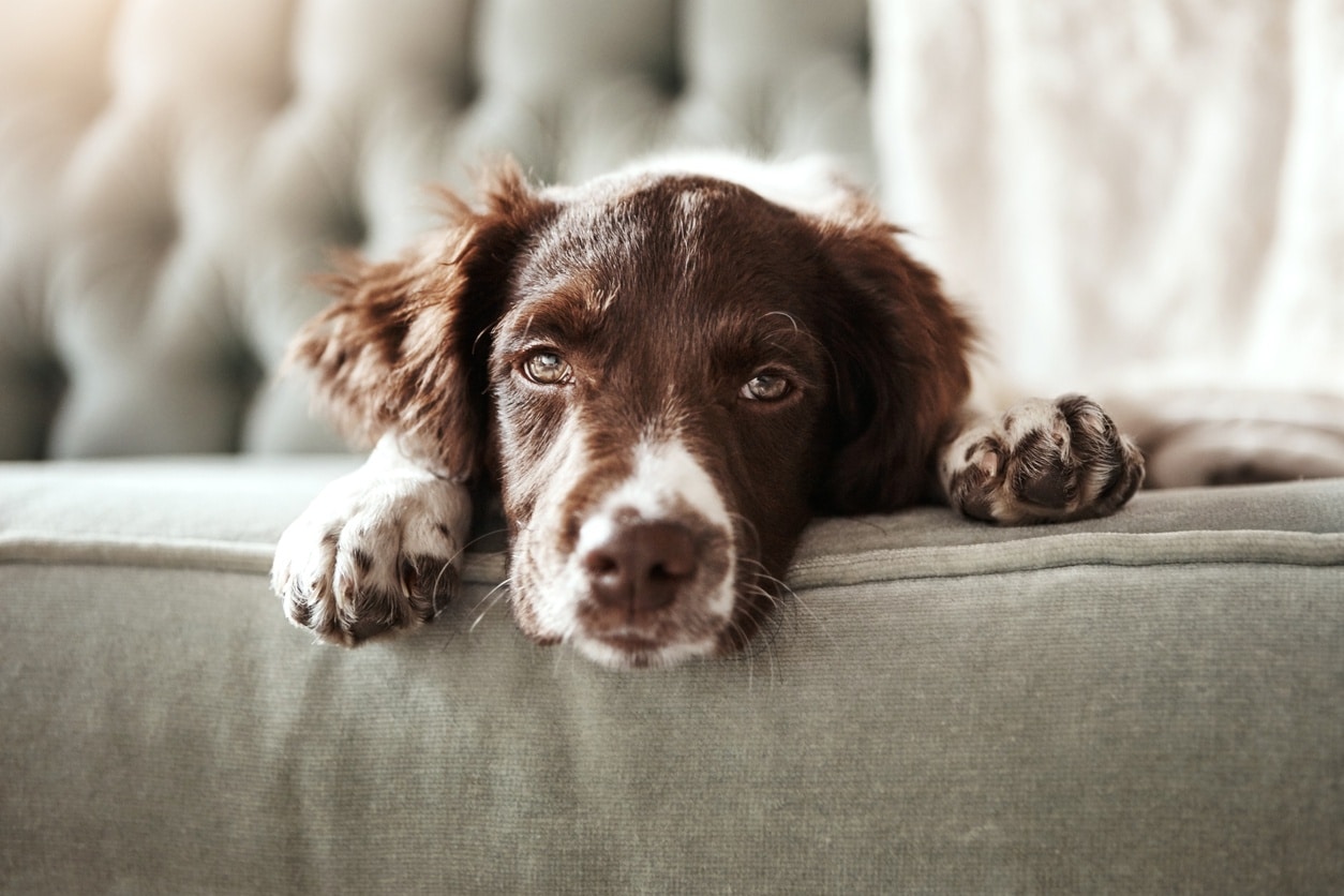 Your Dog Needs a Bug Out Bag, Too! Abbotts