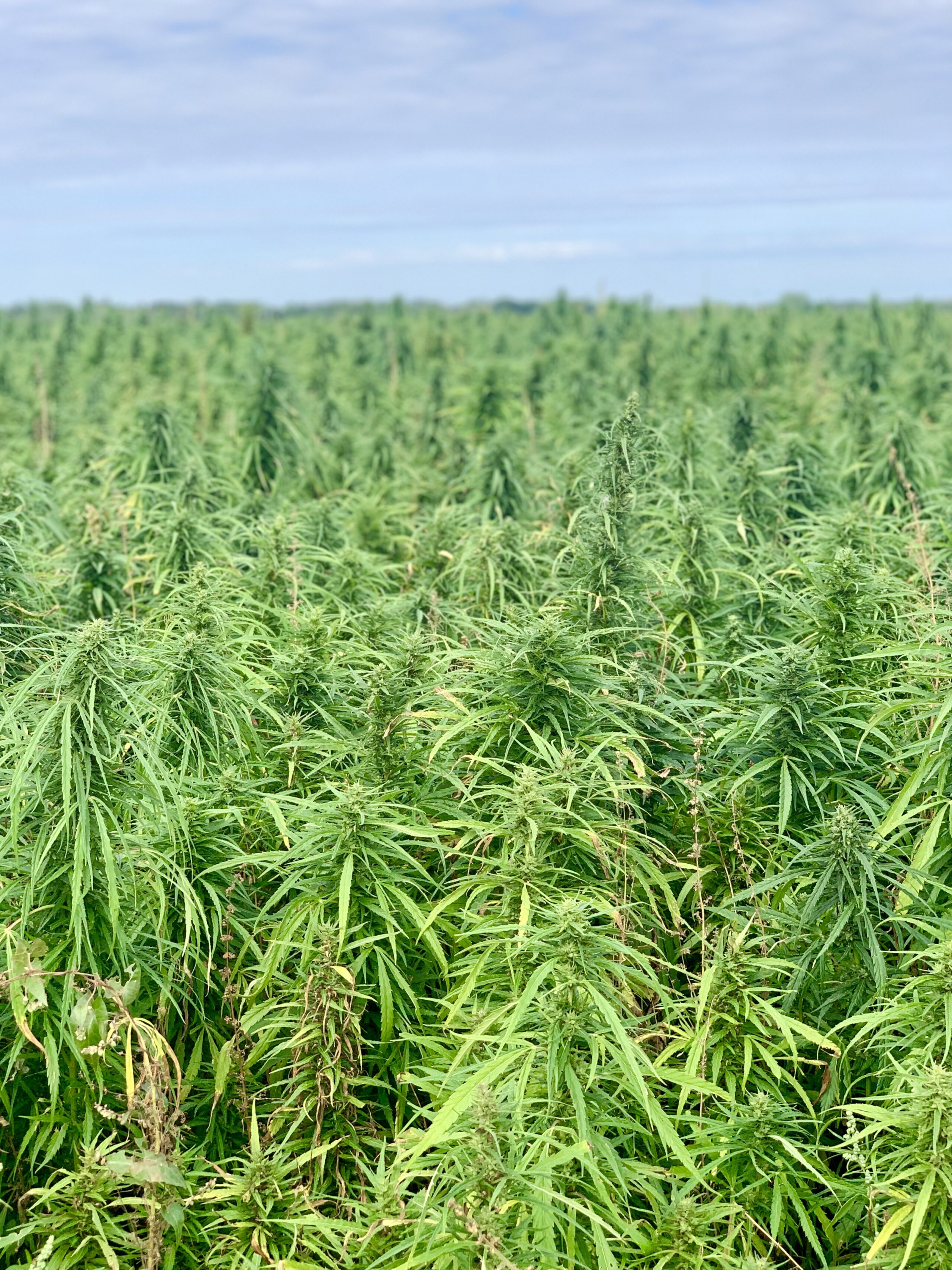 Hemp Heart Everything Spice Recipe + My Manitoba Harvest Farm Tour!