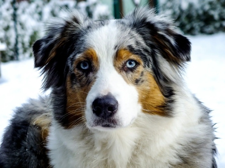 Australian Shepherd Price How Much Do Australian Shepherds Cost