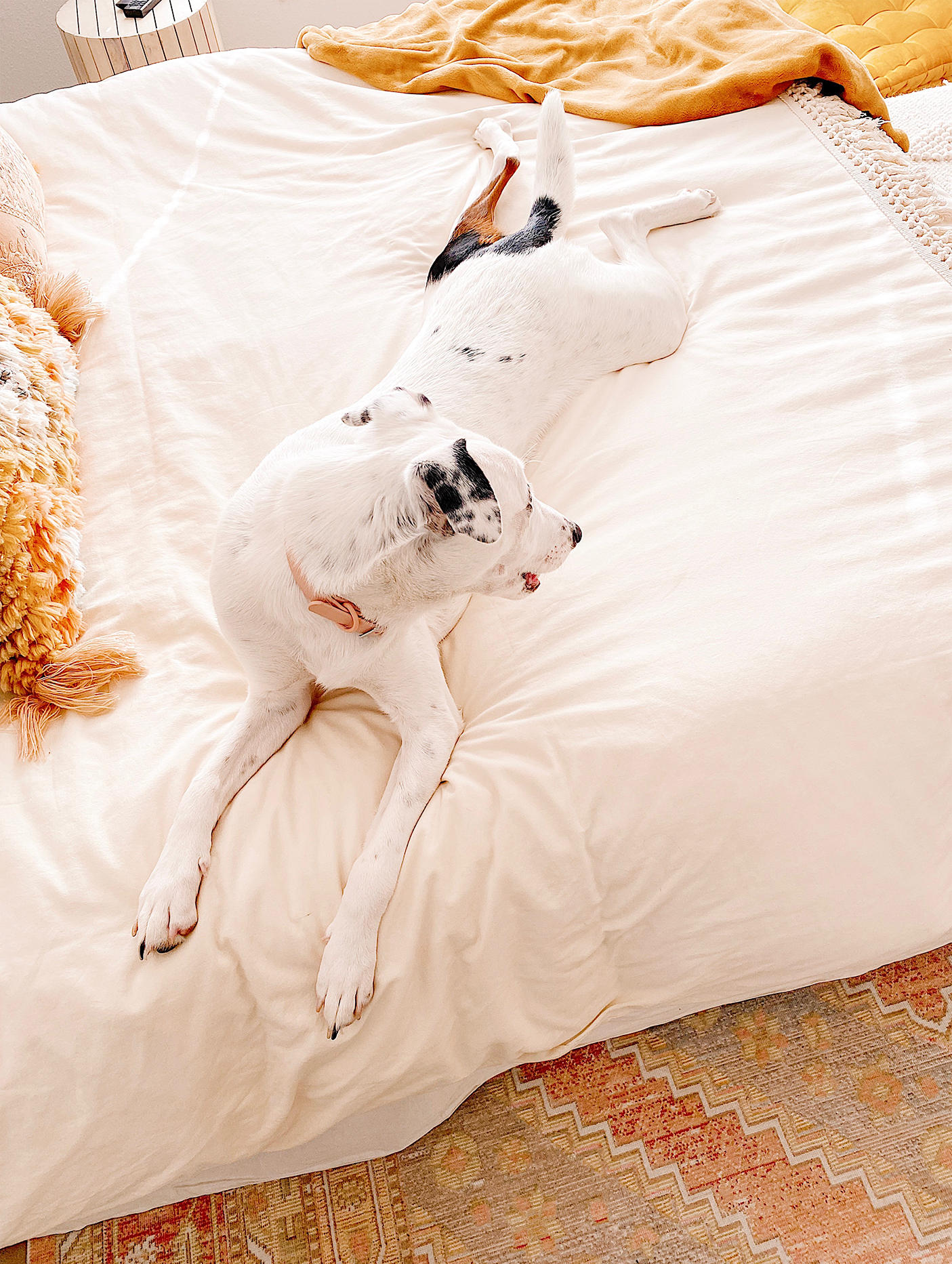 Review Wild One Dog Collar Abby Saylor Armbruster