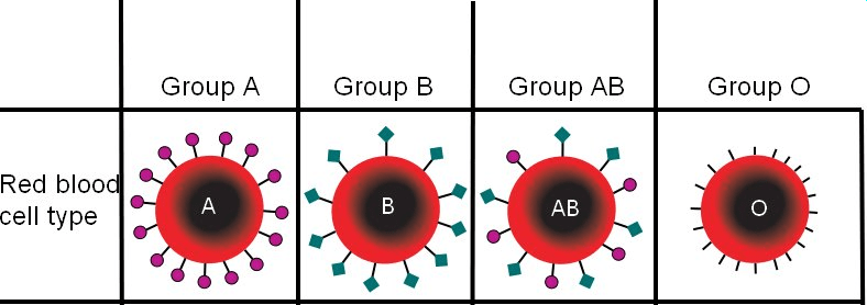 Multiple Alleles and codominance Topic 3