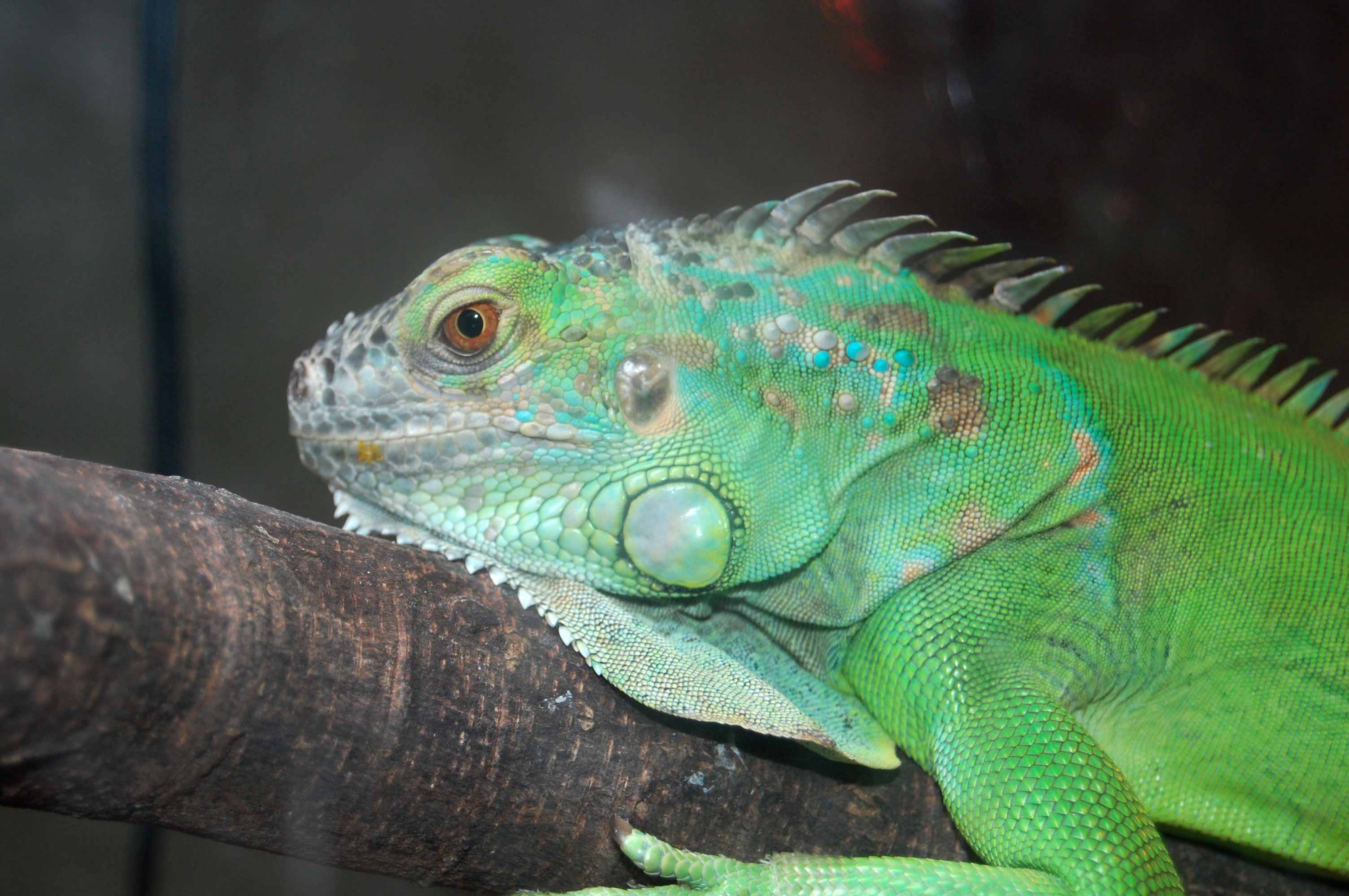 Zoocría de iguana ABC del Finkero