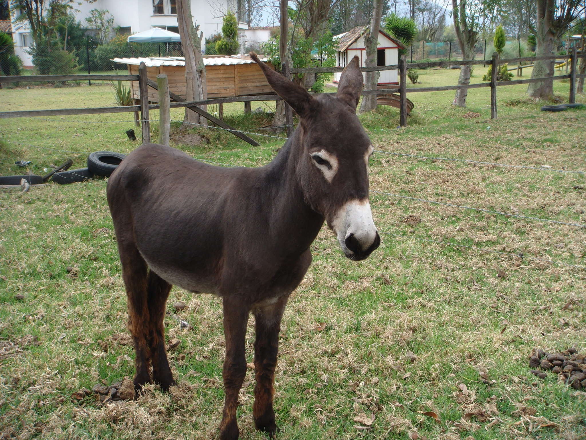 ICA mantiene en cuarentena burros incautados en Arauca ABC del Finkero