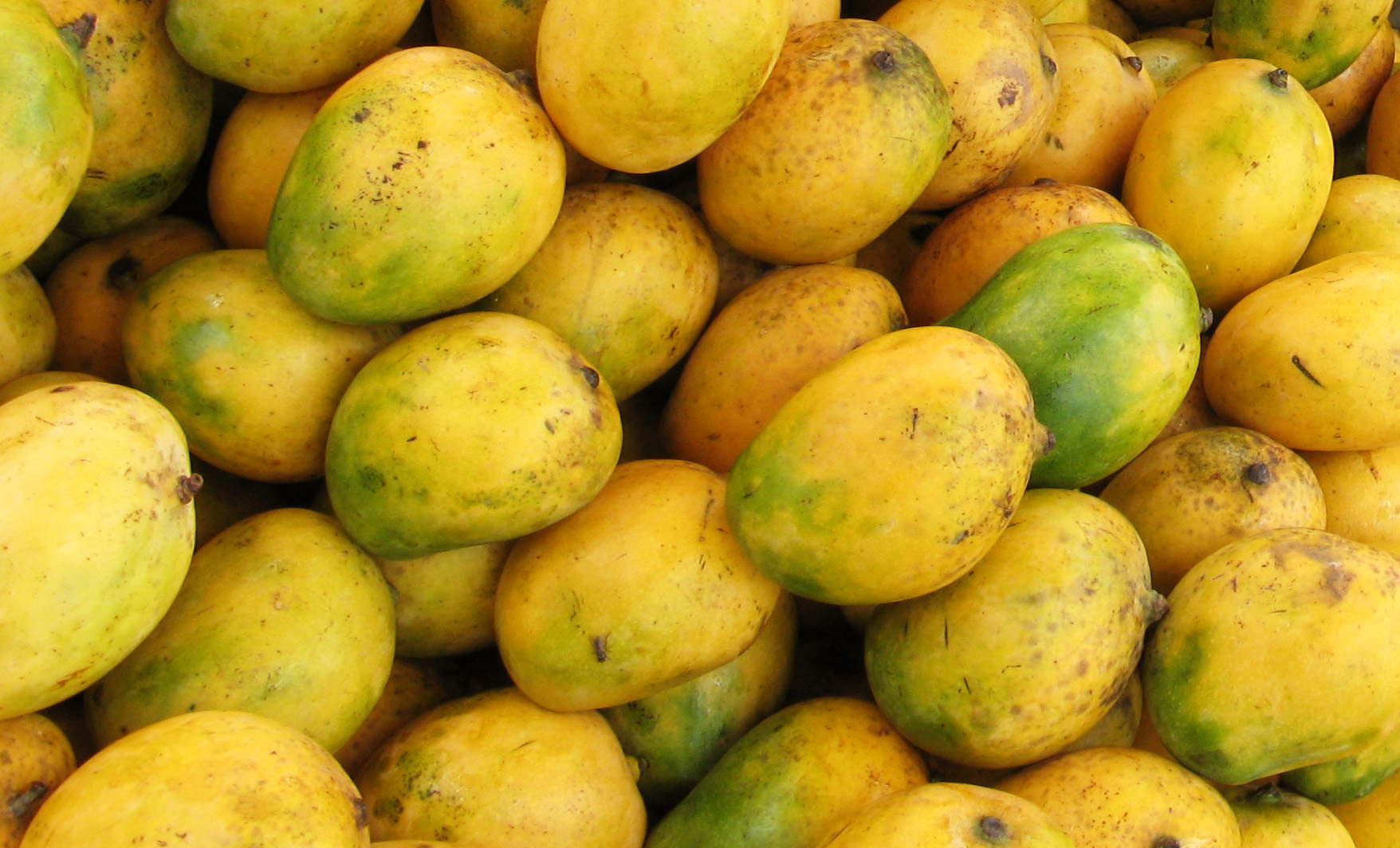 El cultivo del mango y el cambio climático ABC del Finkero