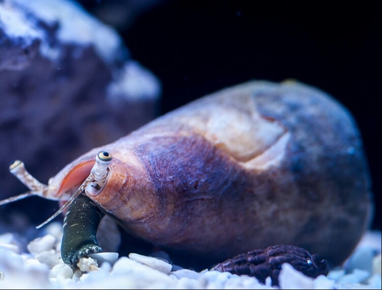 Fighting Conch Snail Abc Aqua + inc.