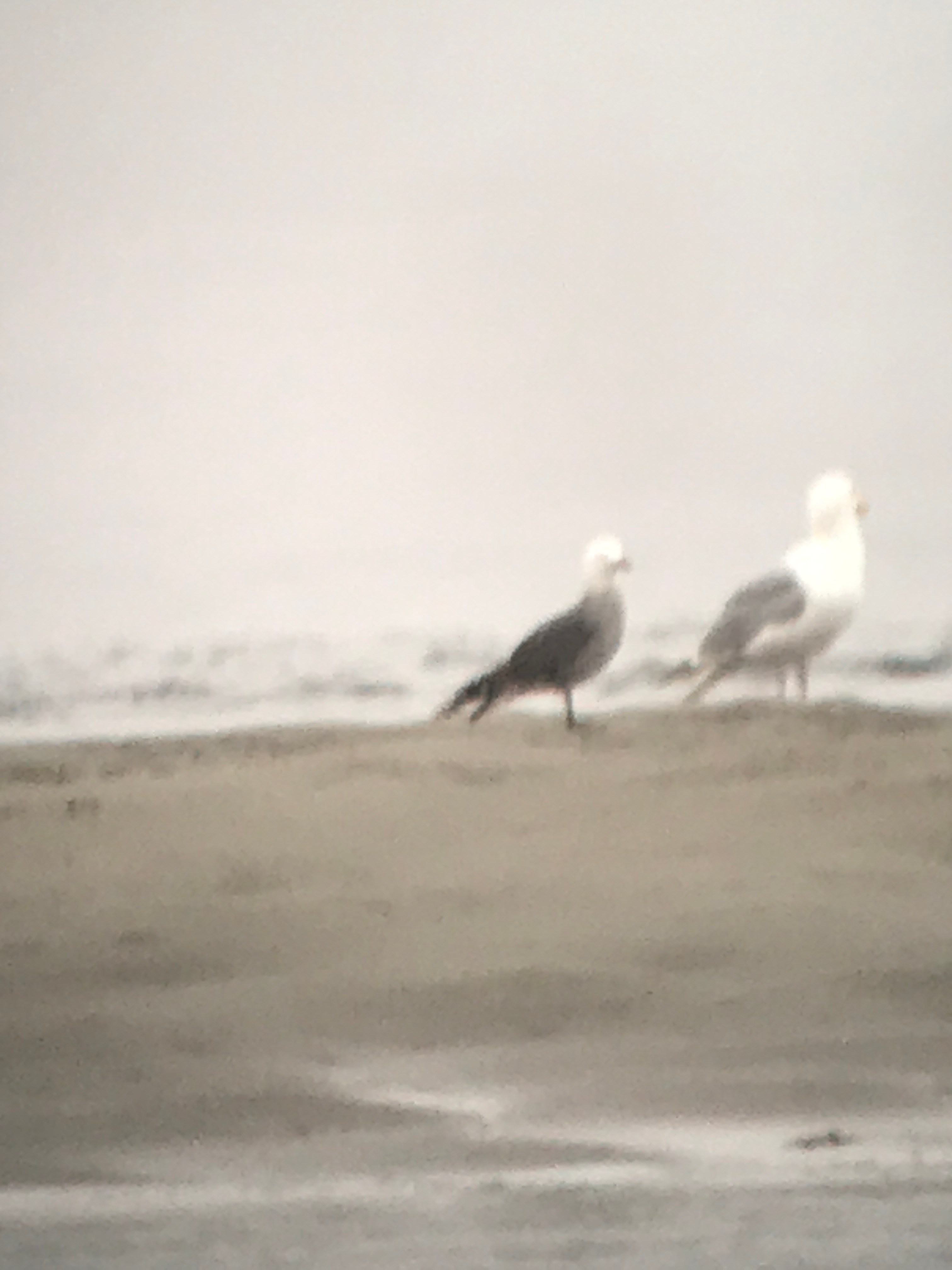 Best Bird of the Last Week 762020 ABC Birding
