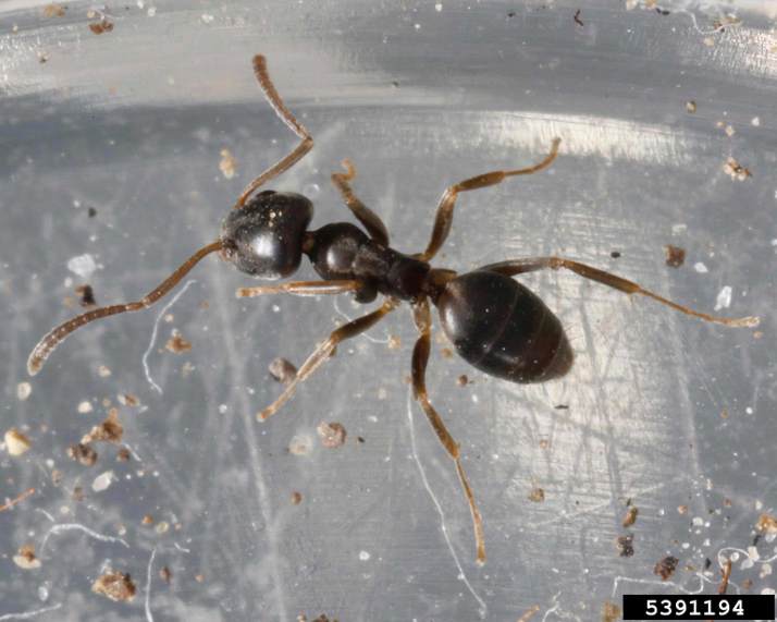 Which Ant is Which? Odorous House Ant South Jersey Termite & Pest