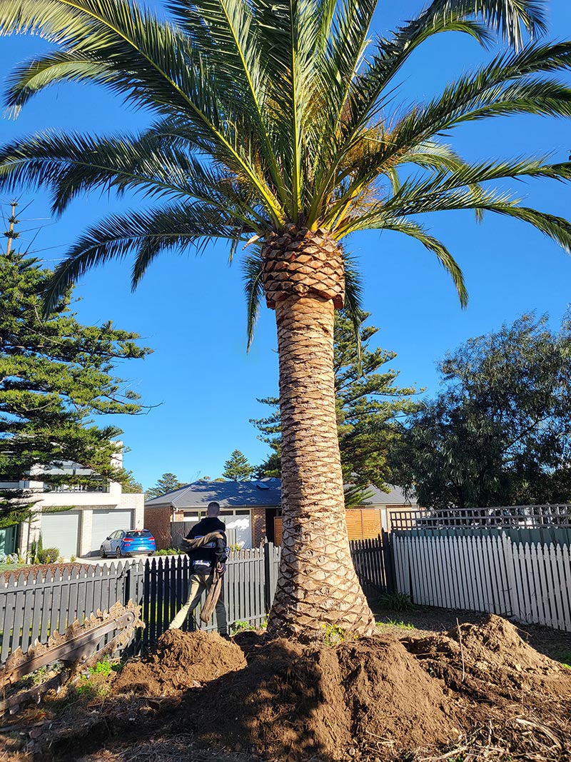 Photo Gallery Australian Palm Tree Sales ABC Palms