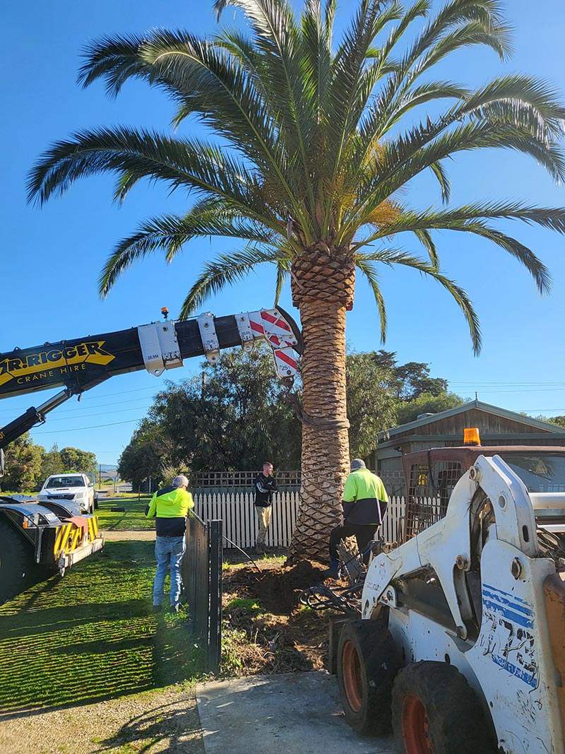 Photo Gallery Australian Palm Tree Sales ABC Palms