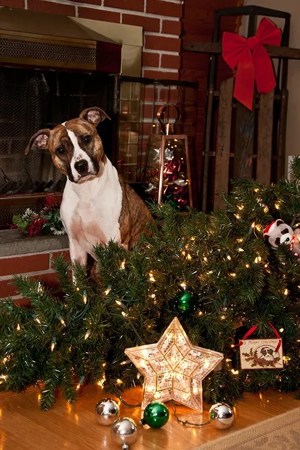 Pet Safe Holiday Decorating Tips Animal Behavior College