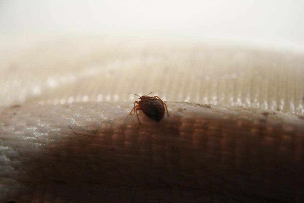 Bed Bugs Treatment ABC Termite & Pest Control Omaha & Lincoln, NE