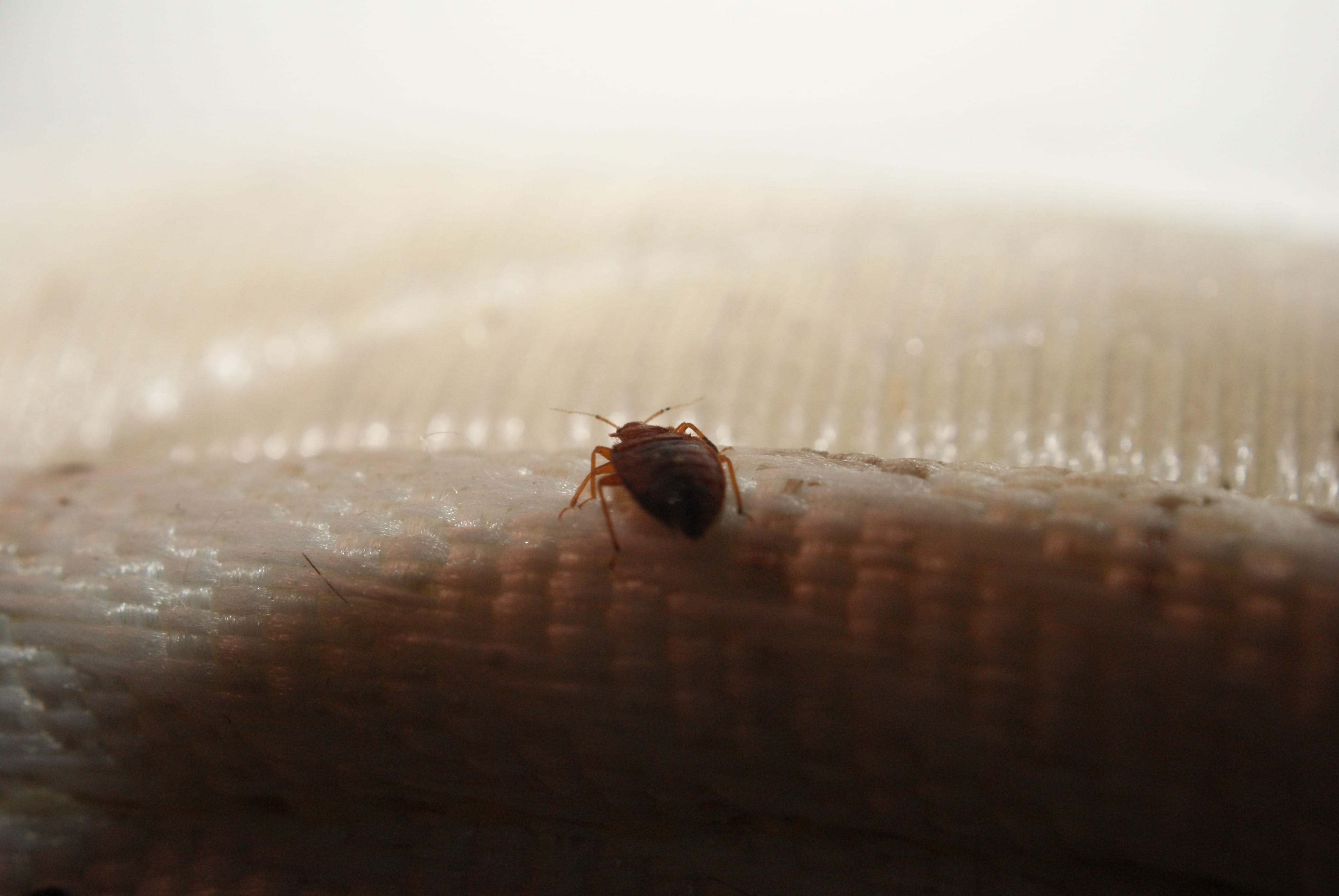 bed bug lincoln and omaha ne ABC Termite & Pest Control