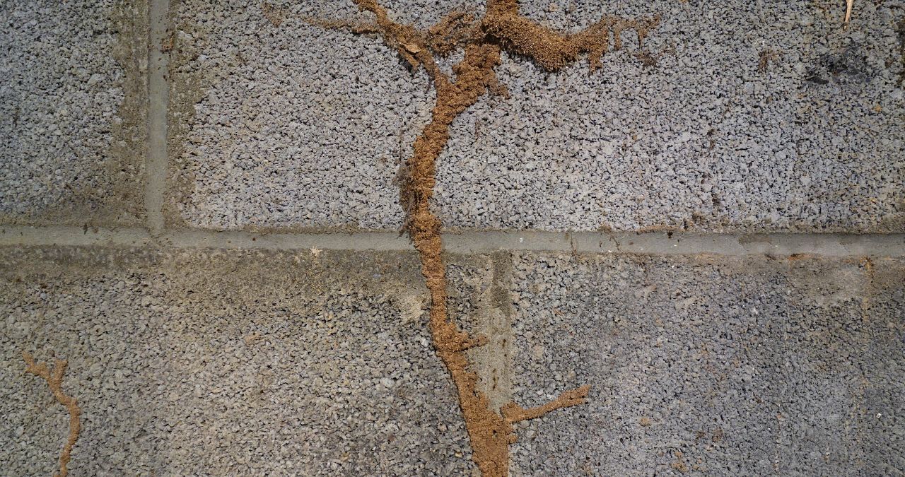 What do Termites Look Like? ABC Termite & Pest Control Omaha