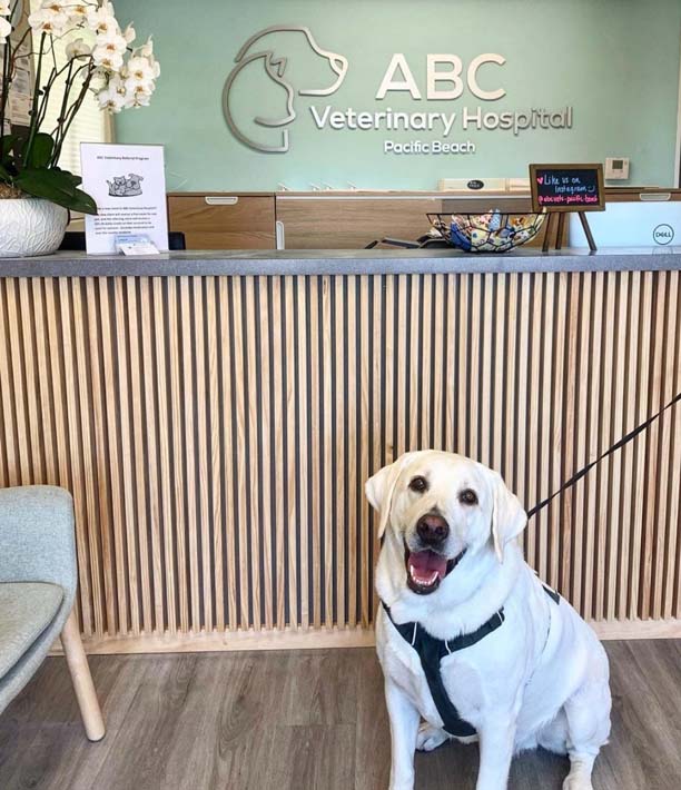 Best Vet Hospital In San Diego, CA ABC Veterinary Hospital