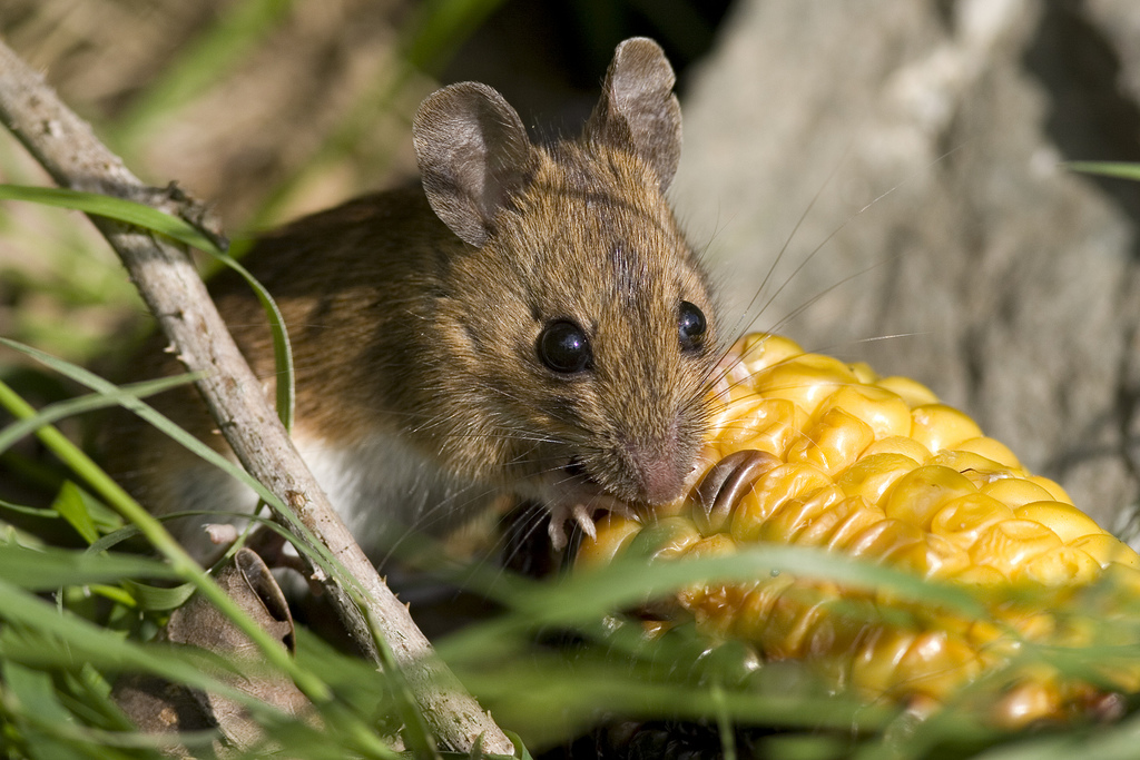 What To Do If You Have A Mouse Problem ABC Humane WildlifeABC Humane