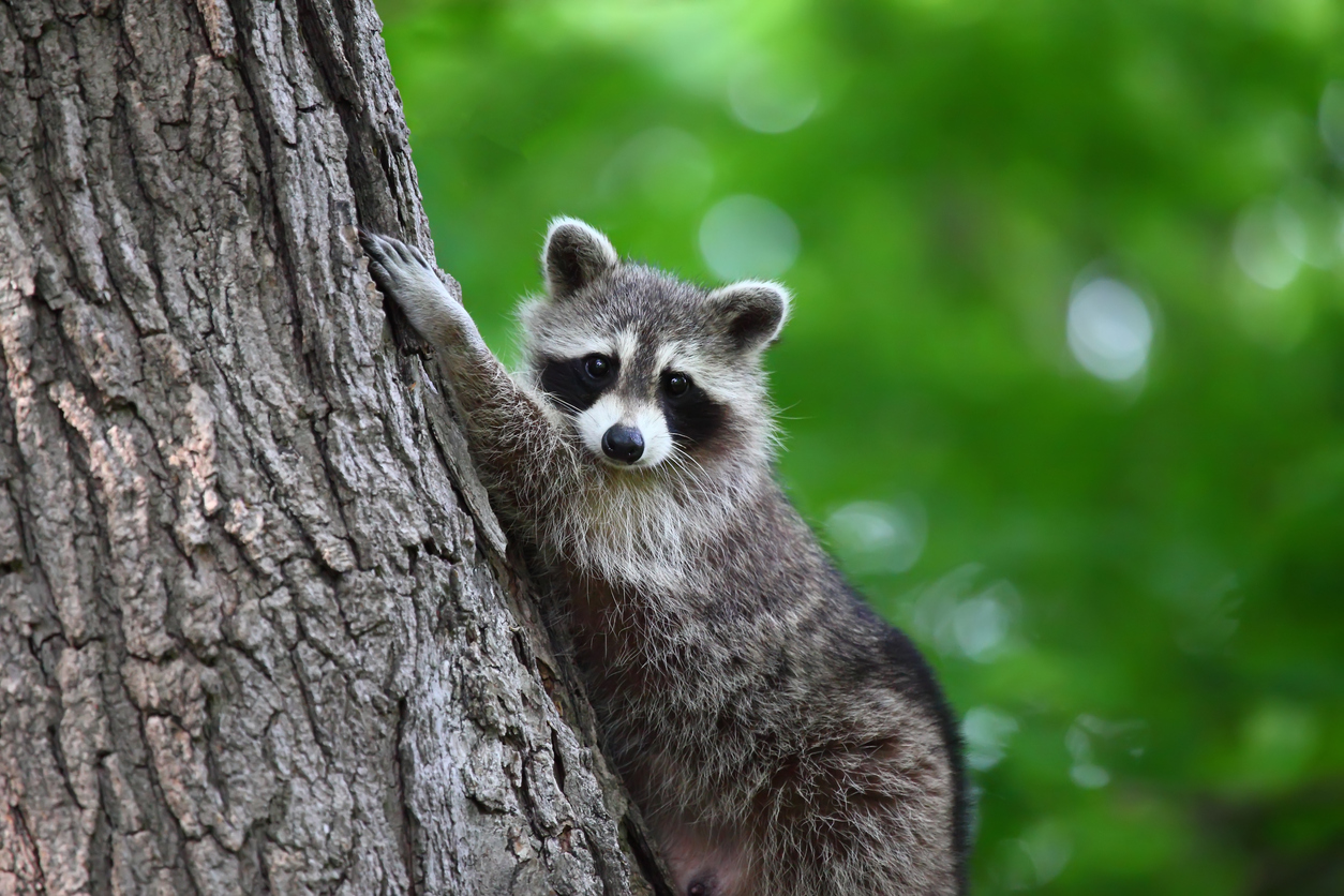 What Do I Do Once The Raccoons Are Gone? ABC Humane Wildlife Control