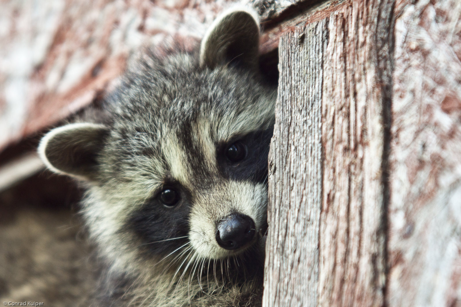 Animal Control What's in the Attic? ABC Humane Wildlife