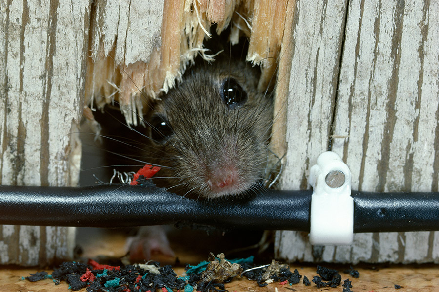 Mouse Proofing & Prevention ABC Humane Wildlife Control and Prevention