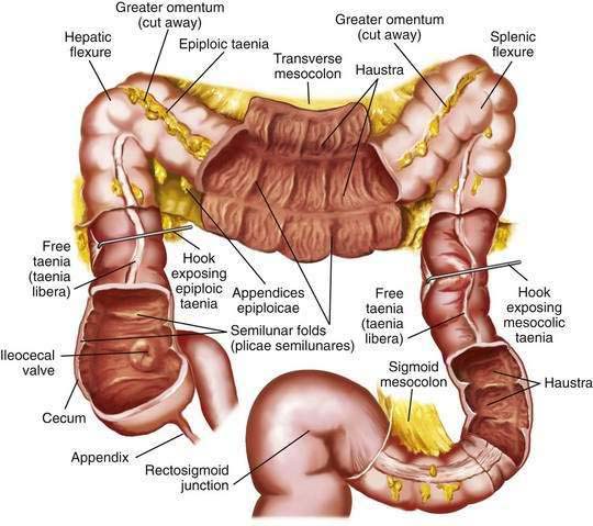 Anatomy, Histology, Embryology, and Developmental