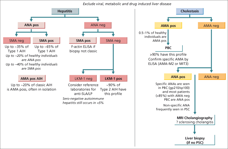 23 Autoimmune Hepatitis and Overlap Syndromes Abdominal Key