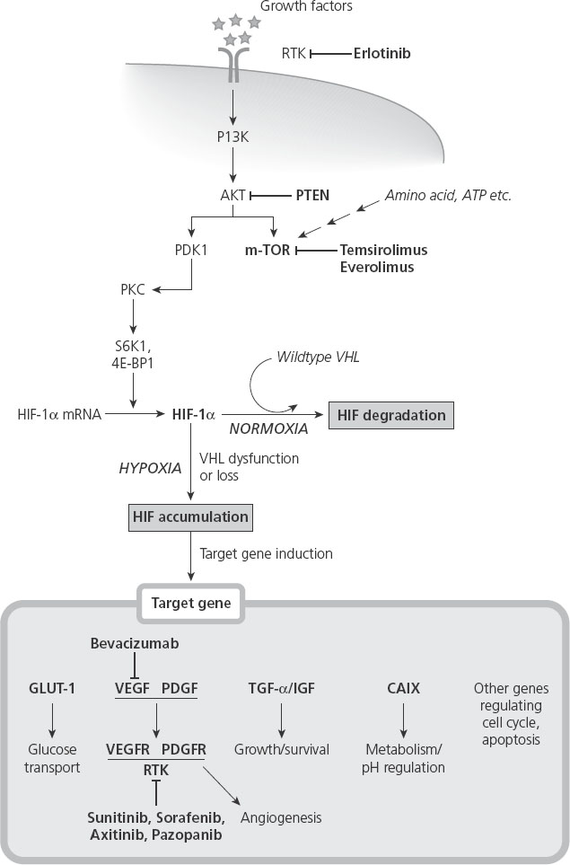 p346-01.jpg | Abdominal Key