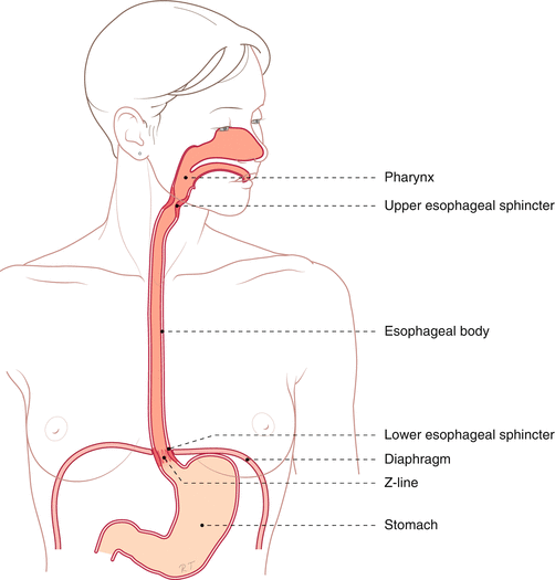 The Esophagus Abdominal Key