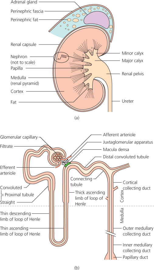 Adult Nephrotic Syndrome Abdominal Key