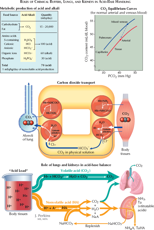 AcidBase Balance Roles of Chemical Buffers, Lungs, and Kidneys in