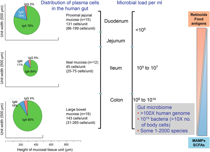 Role of the Intestinal Immune System in Health | Abdominal Key