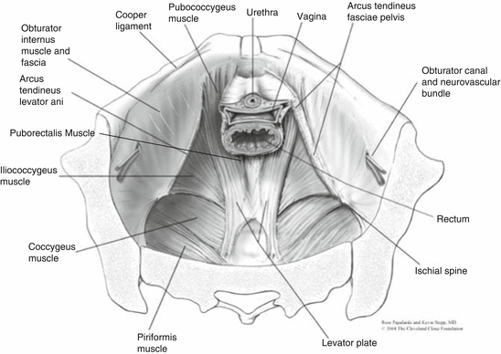 Surgical Anatomy for the Reconstructive Surgeon | Abdominal Key