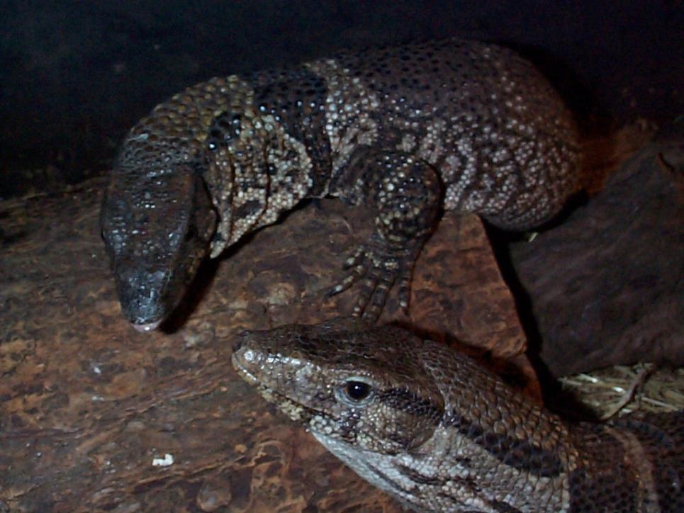 How To Care For Your Dumeril's Monitor - Abdragons