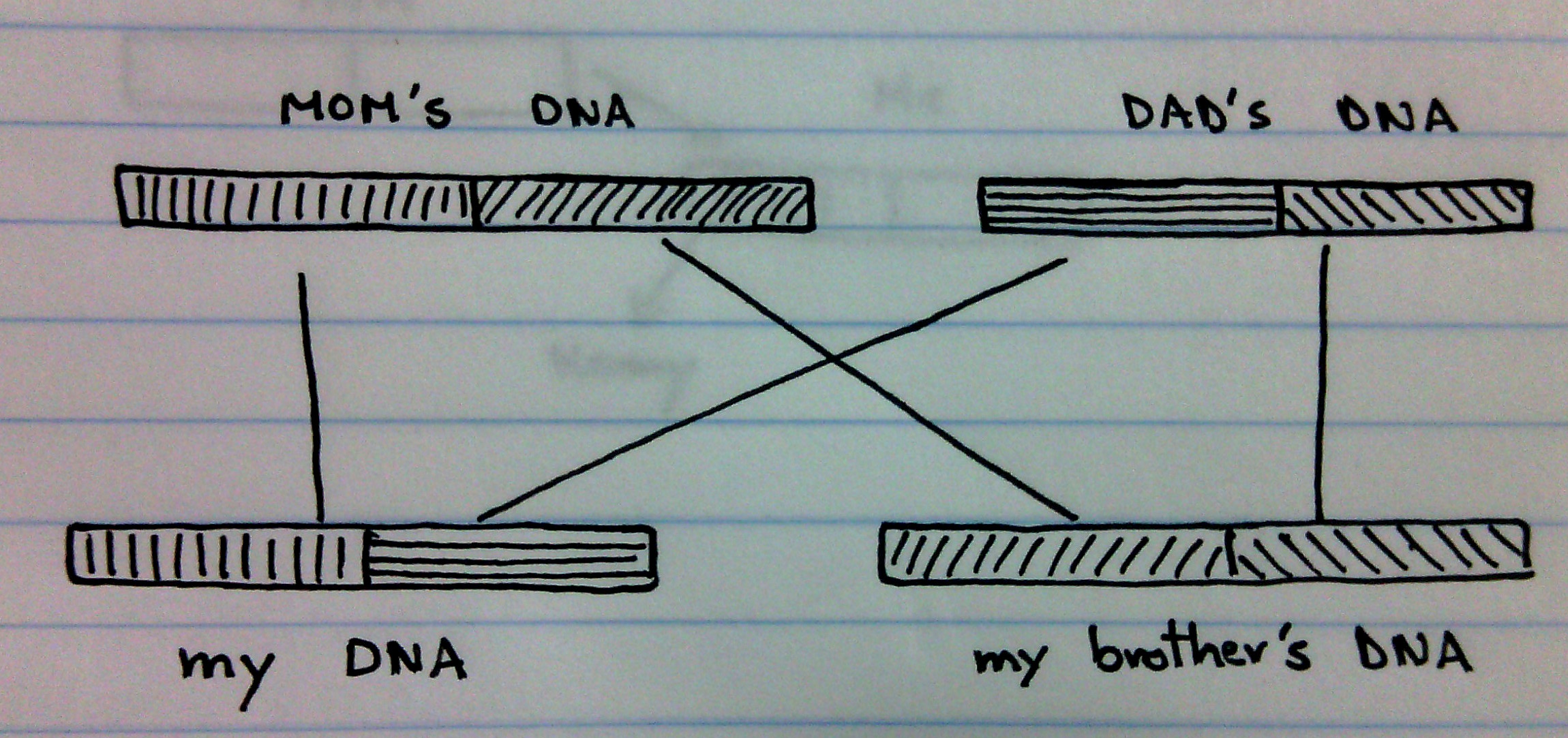 How much DNA do we share with our relatives? Inheritance and probabilities