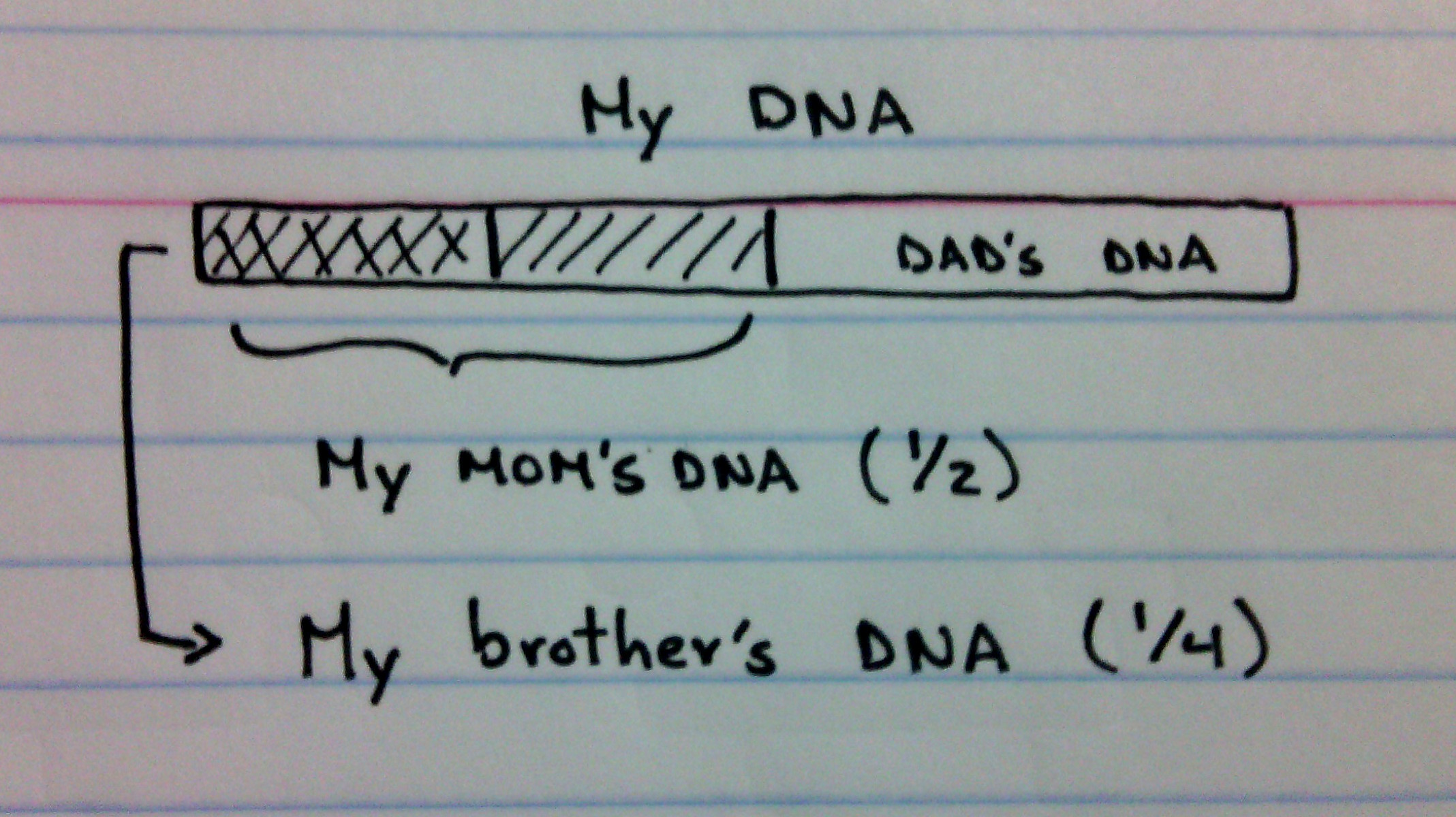 How much DNA do we share with our relatives? Inheritance and probabilities
