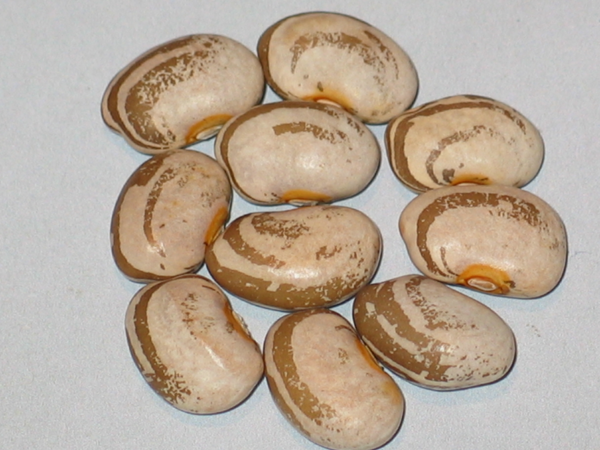 Bean Seeds GiLa