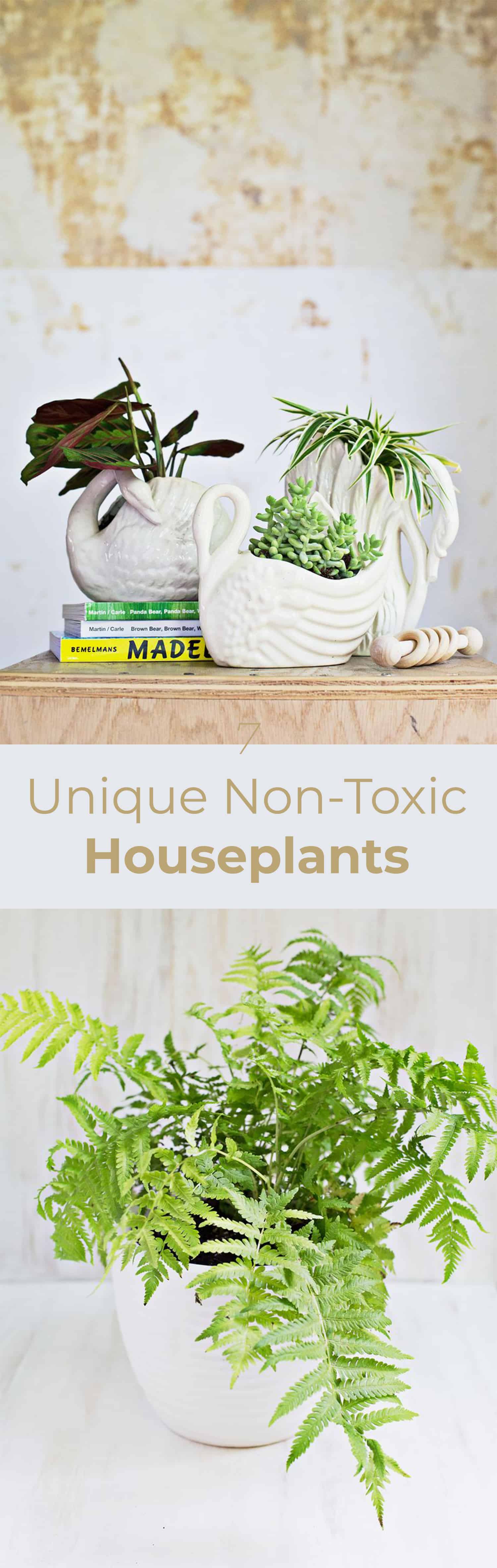 7 Unique NonToxic Houseplants A Beautiful Mess