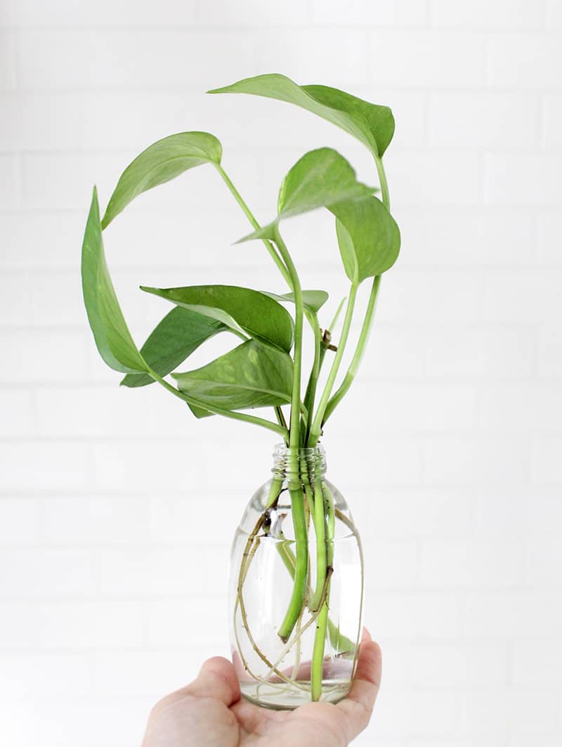 Up Your Houseplant Game With Water Propagation A Beautiful Mess