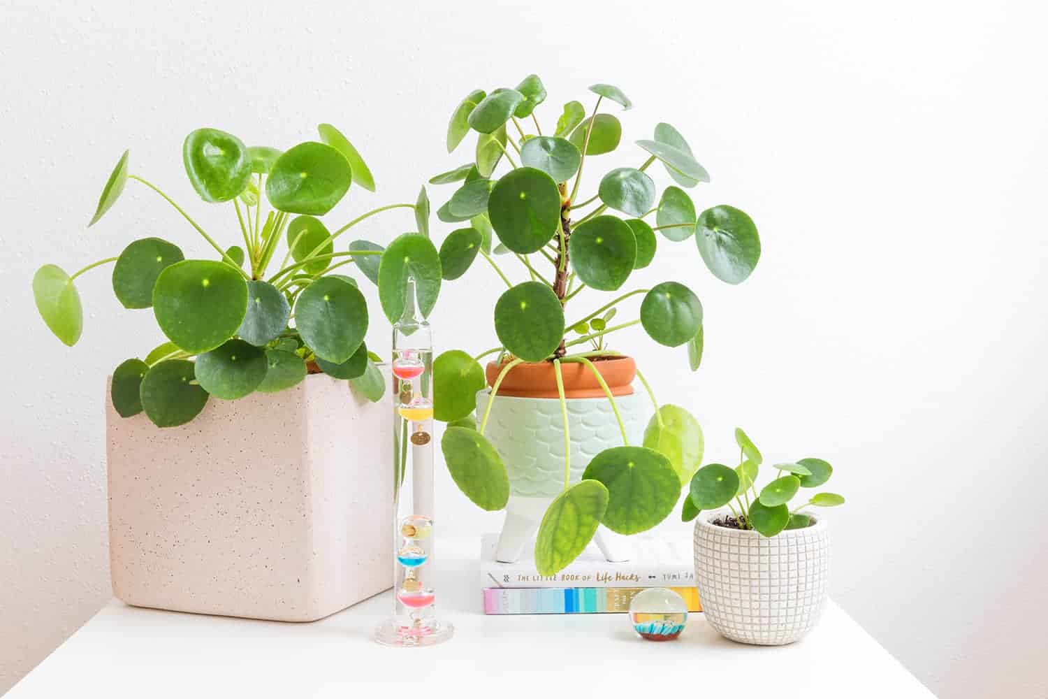 Caring for Pilea Plants A Beautiful Mess