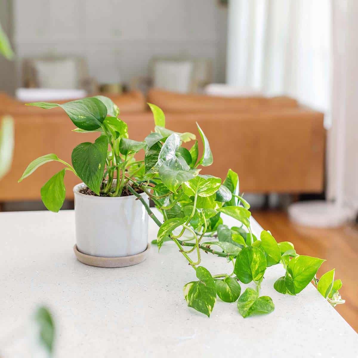 Which houseplants do y'all have? Home & Garden