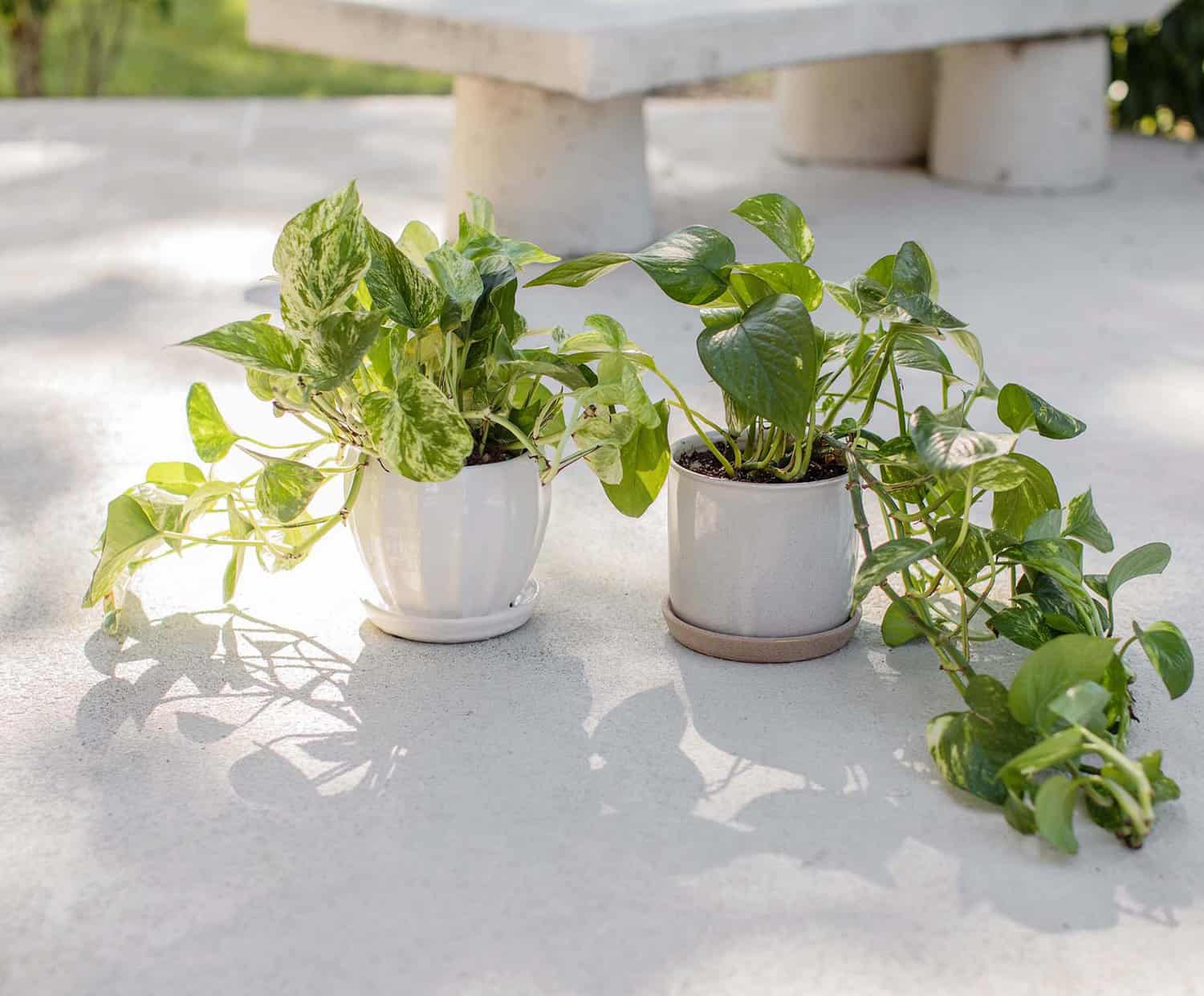 Golden Pothos Care Soil Outlet Sale www.oceanproperty.co.th